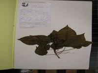 Herbarium sample